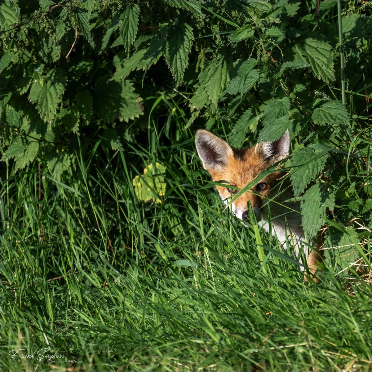 Red Fox (Vos) - Uitkerkse Polders (Belgium) - 08/07/24