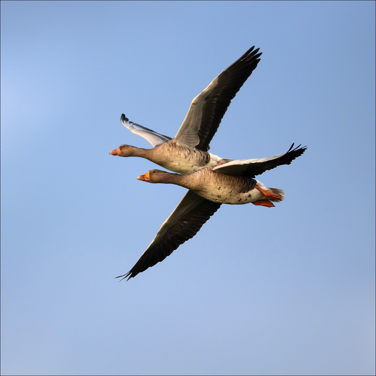 Greylag Goose (Grauwe Gans) - Uitkerke (Belgium) - 23/09/21