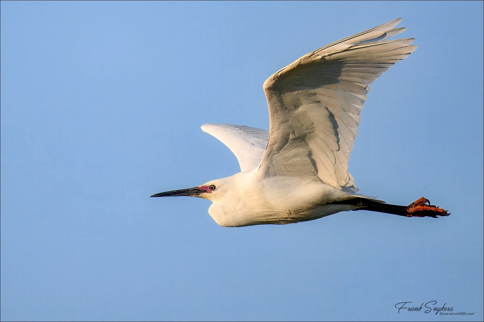 Little Egret (Kleine Zilverreiger) - Uitkerkse Polders (Belgium) - 02/05/25