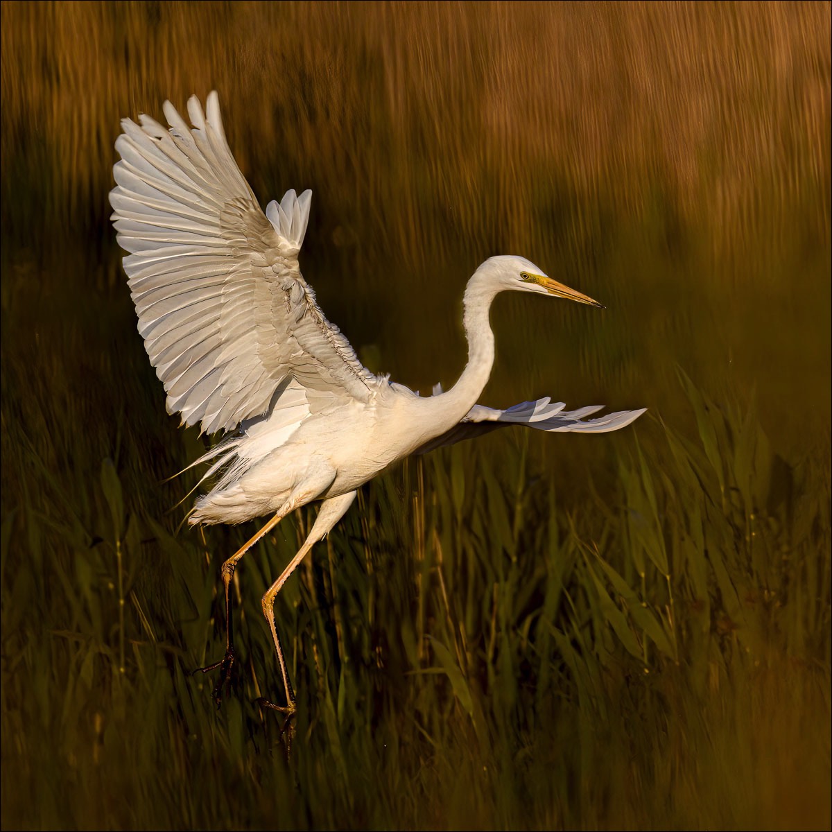 Great White Egret (Grote Zilverreiger) - Uitkerkse Polders (Belgium) - 31/05/23