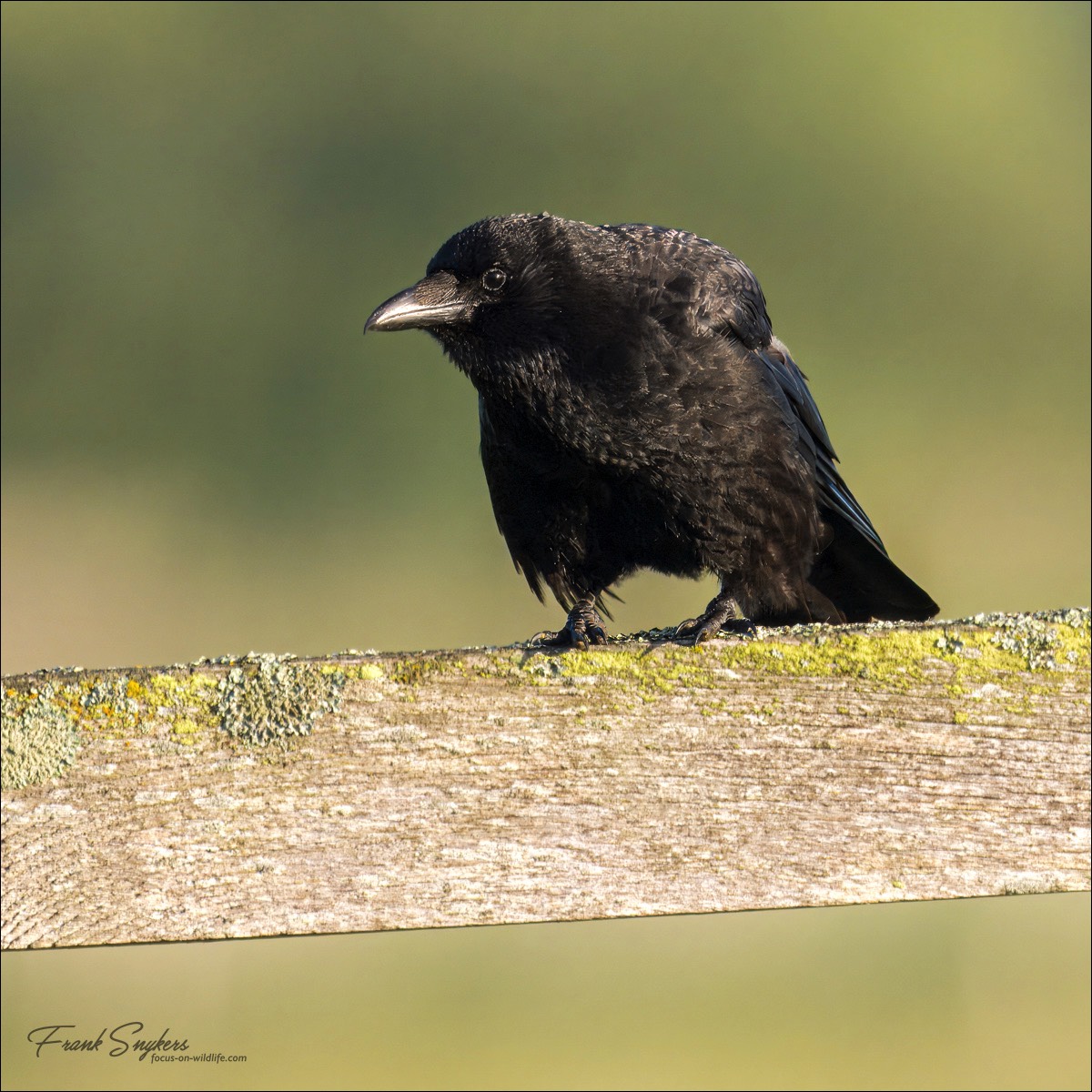 Carrion Crow (Zwarte Kraai) - Uitkerkse Polders (Belgium) - 07/07/24