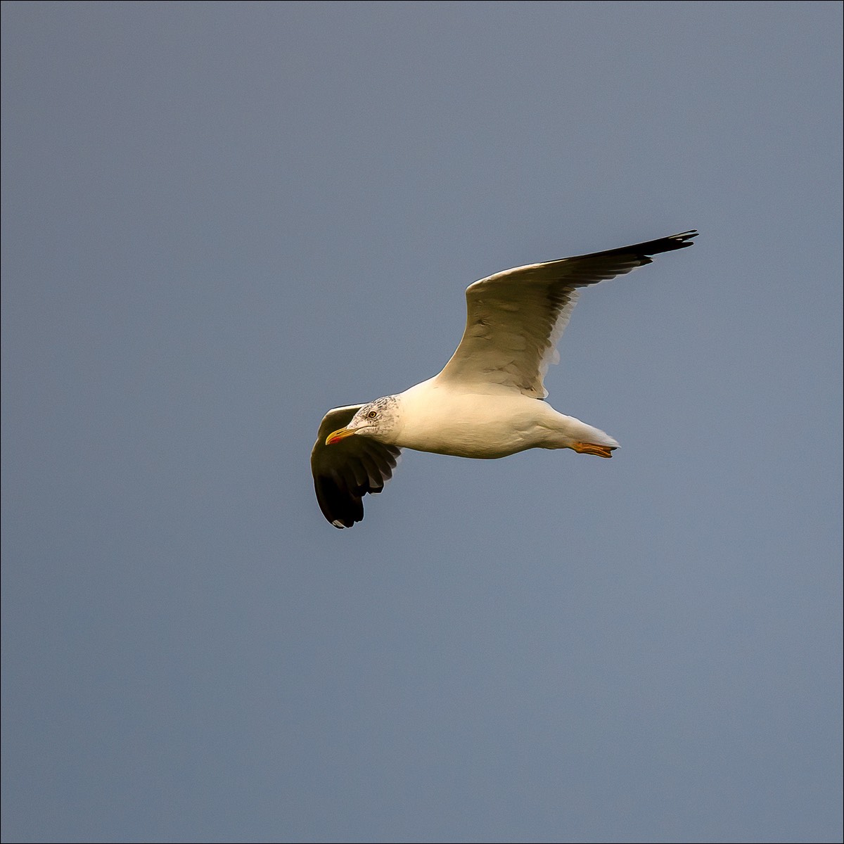 Lesser Black-backed Gull (Kleine Mantelmeeuw) - Blankenberge (Belgium) - 29/09.21