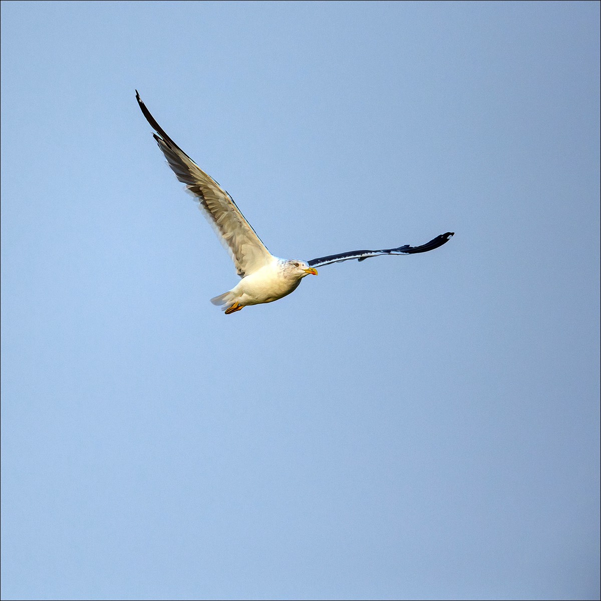 Lesser Black-backed Gull (Kleine Mantelmeeuw) - Uitkerke (Belgium) - 19/09/21