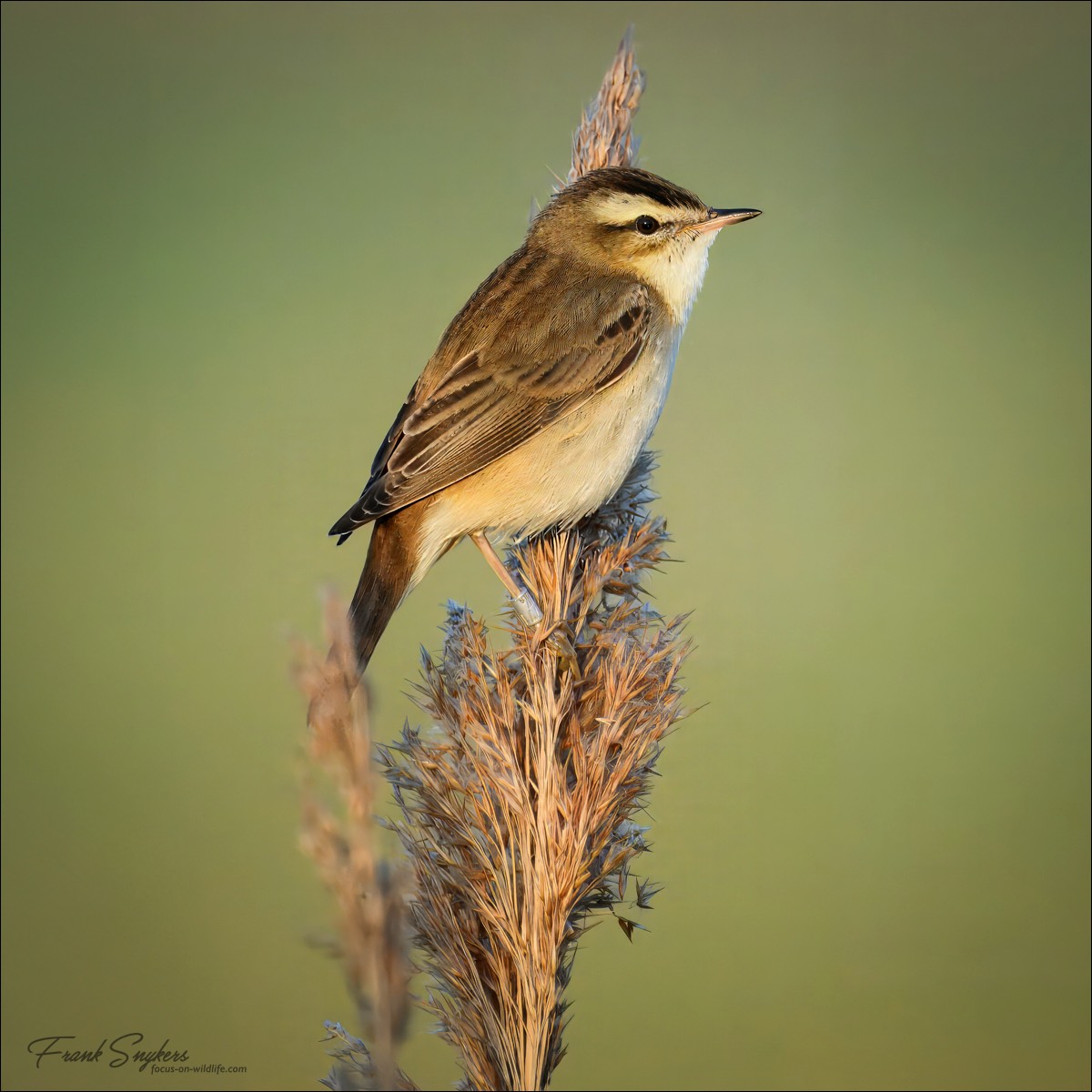Sedge Warbler (Rietzanger) - Uitkerkse Polders (Belgium) - 30/04/25