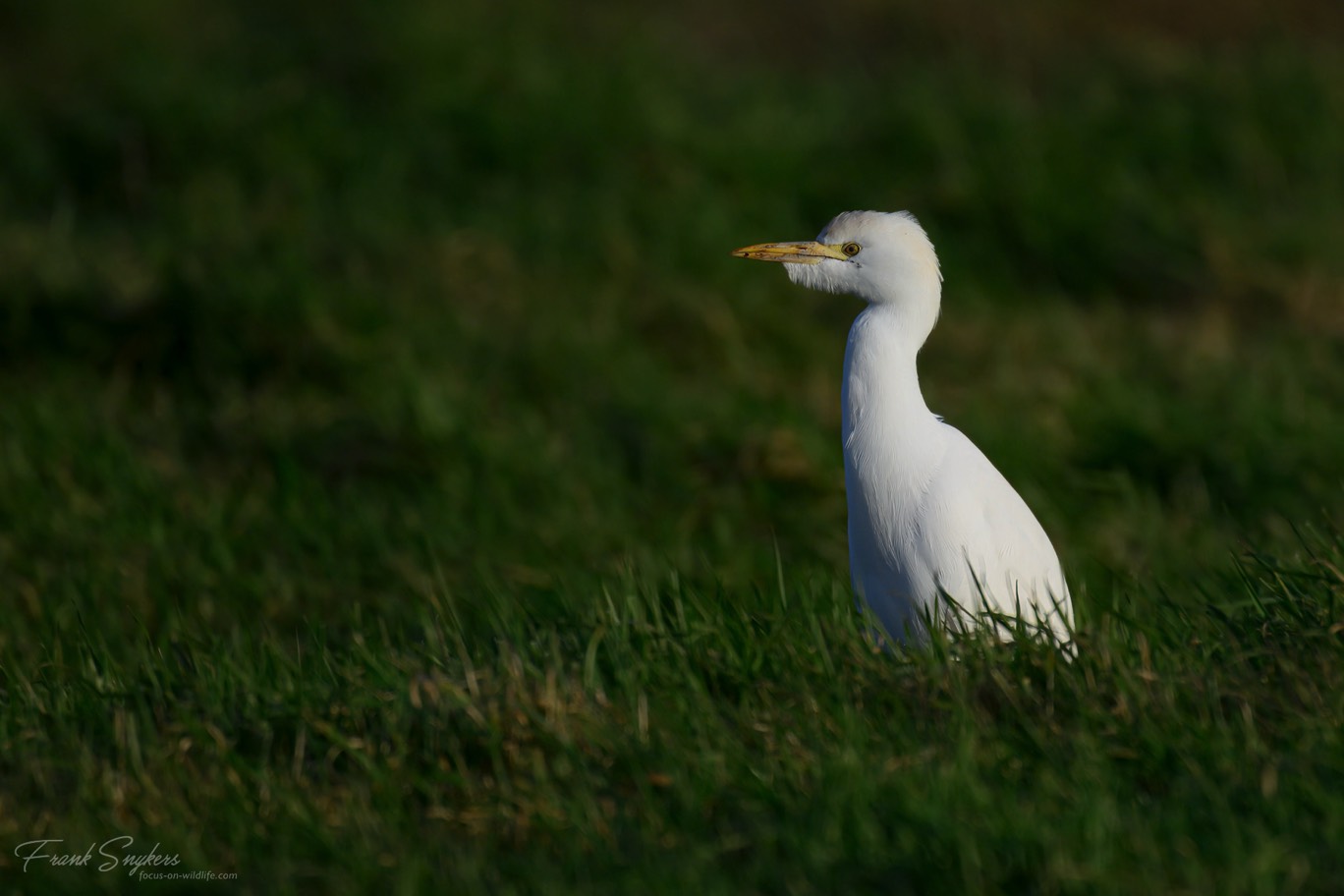 Cattle Egret (Koereiger) - Uitkerkse Polders (Belgium) - 05/02/25