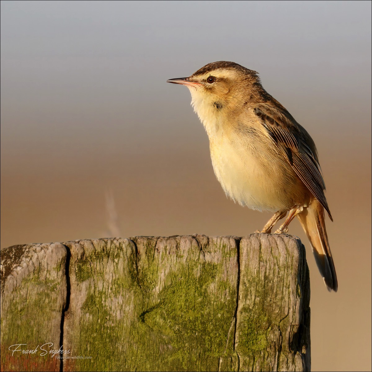 Sedge Warbler (Rietzanger) - Uitkerkse Polders (Belgium) - 10/05/25