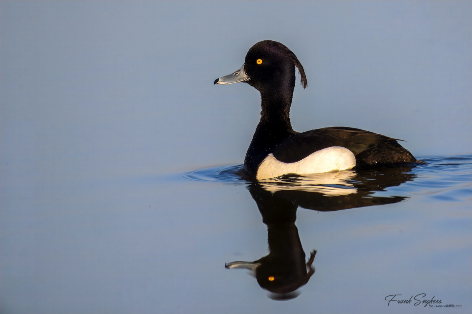Tufted Duck (Kuifeend) - Uitkerkse Polders (Belgium) - 03/05/25