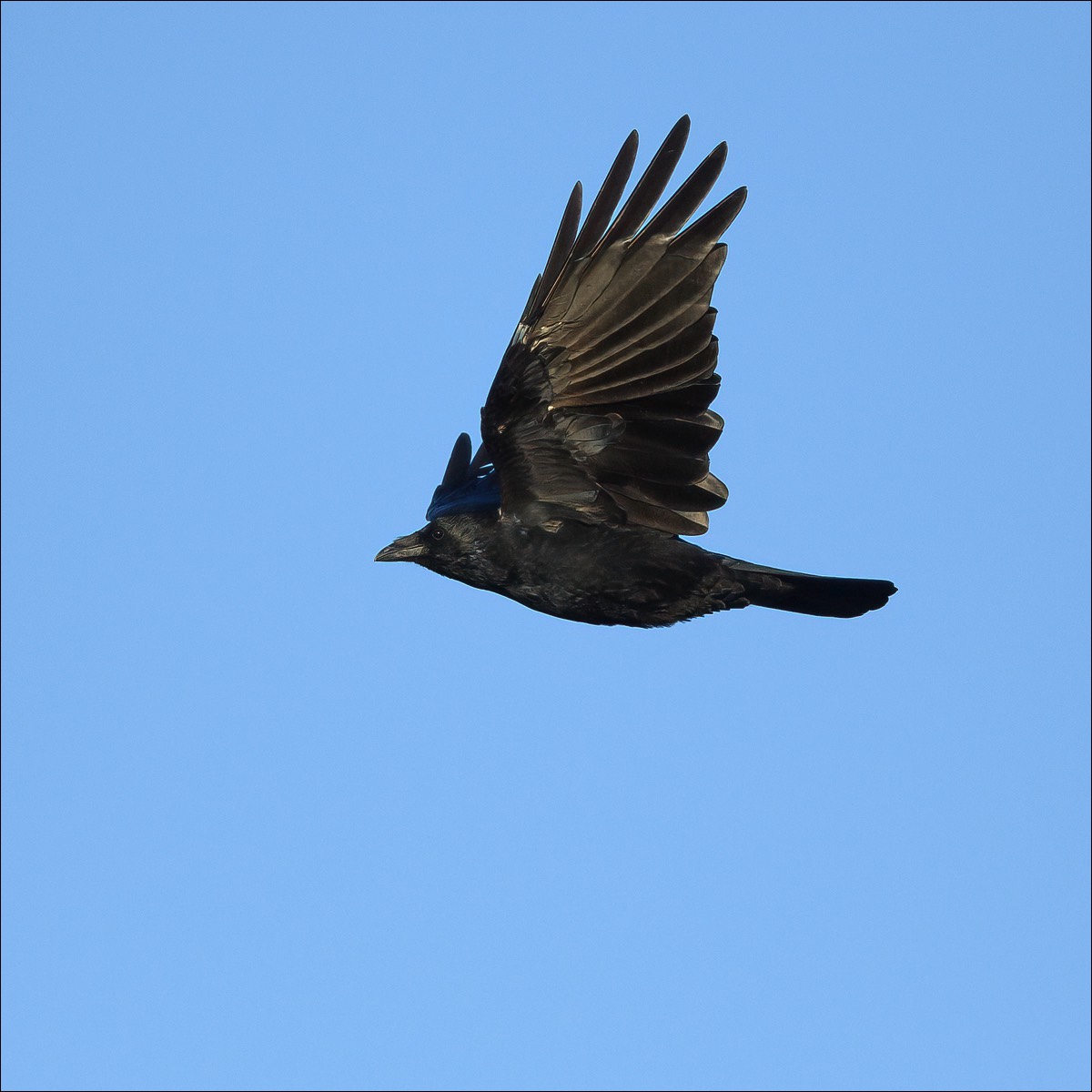 Carrion Crow (Zwarte Kraai) - Blankenberge (Belgium) - 04/10/21