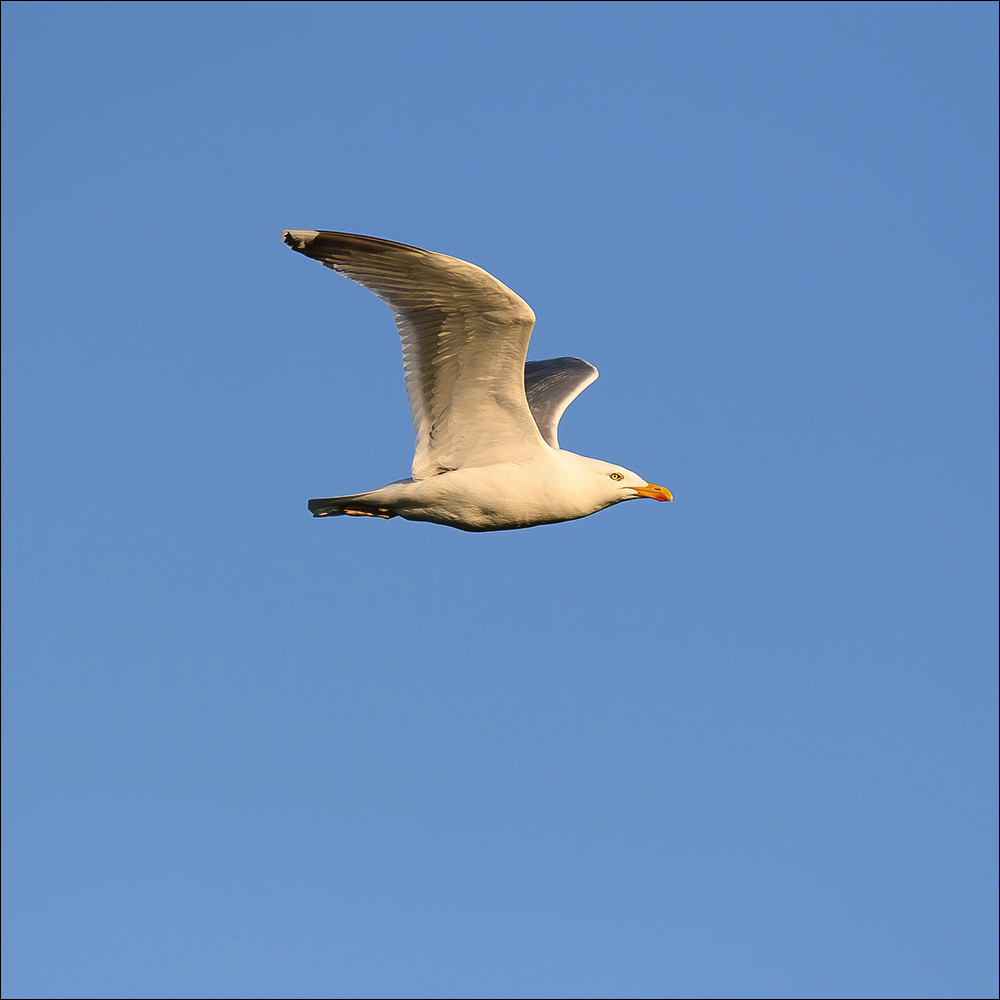 Herring Gull (Zilvermeeuw) Uitkerke (Belgium) - 08/05/22