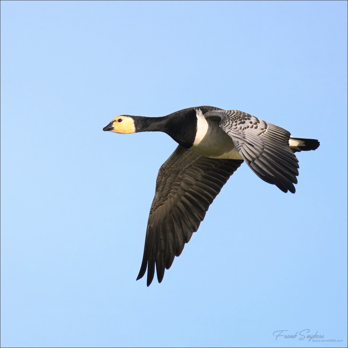 Barnacle Goose (Brandgans) - Uitkerkse Polders (Belgium) - 05/02/25