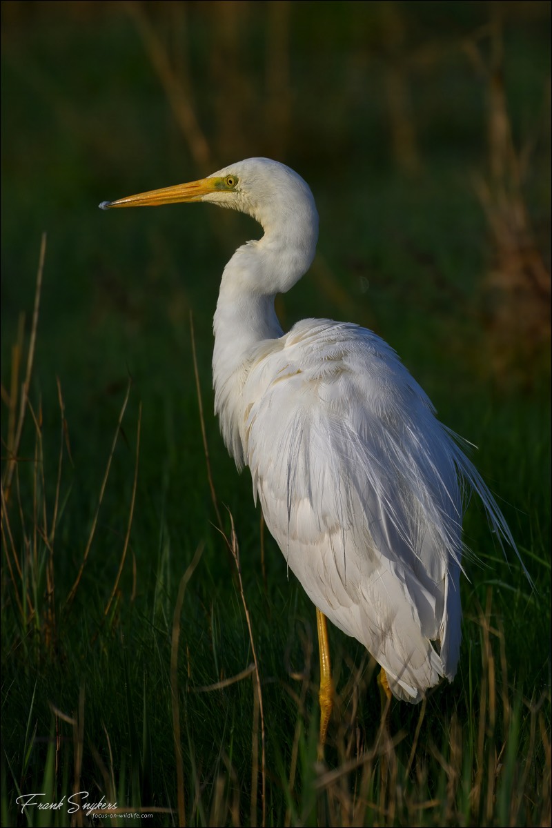 Great Egret (Grote Zilverreiger) - Uitkerkse Polders (Belgium) - 27/04/25