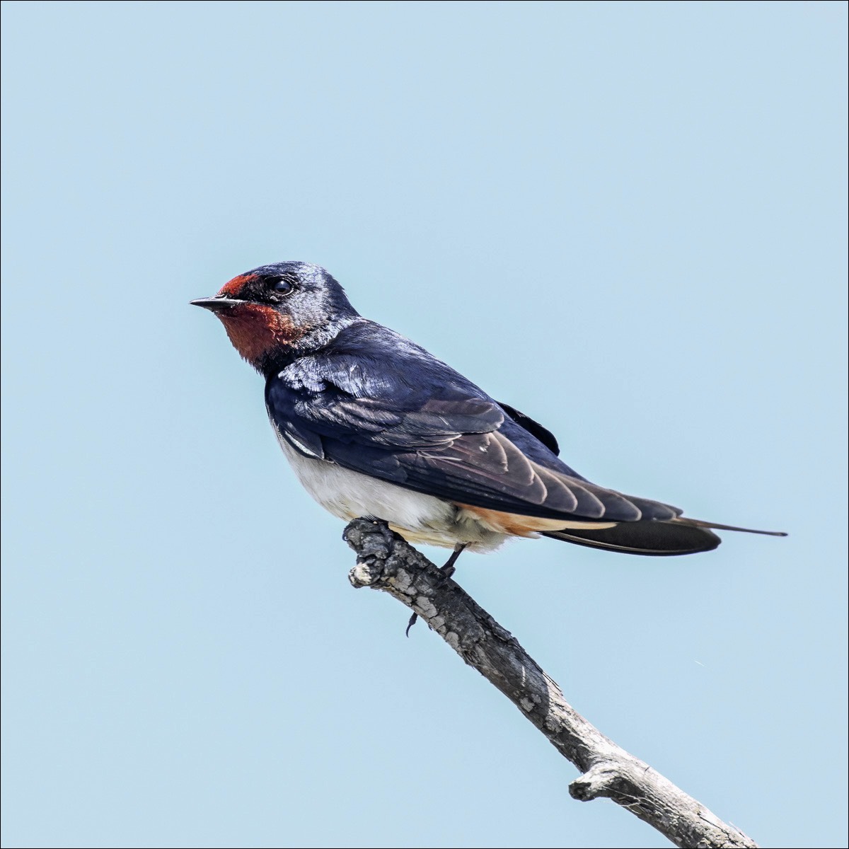 Barn Swallow (Boerenzwaluw) - Danube Delta (Romania) - 07/05/23