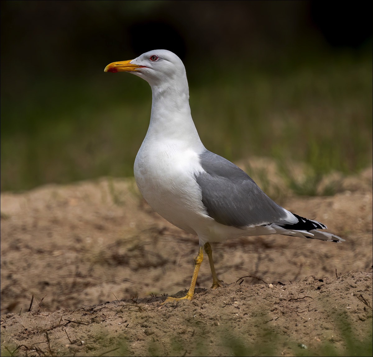 Yellow-legged Gull (Geelpootmeeuw) - Danube Delta (Romania) - 10/05/23