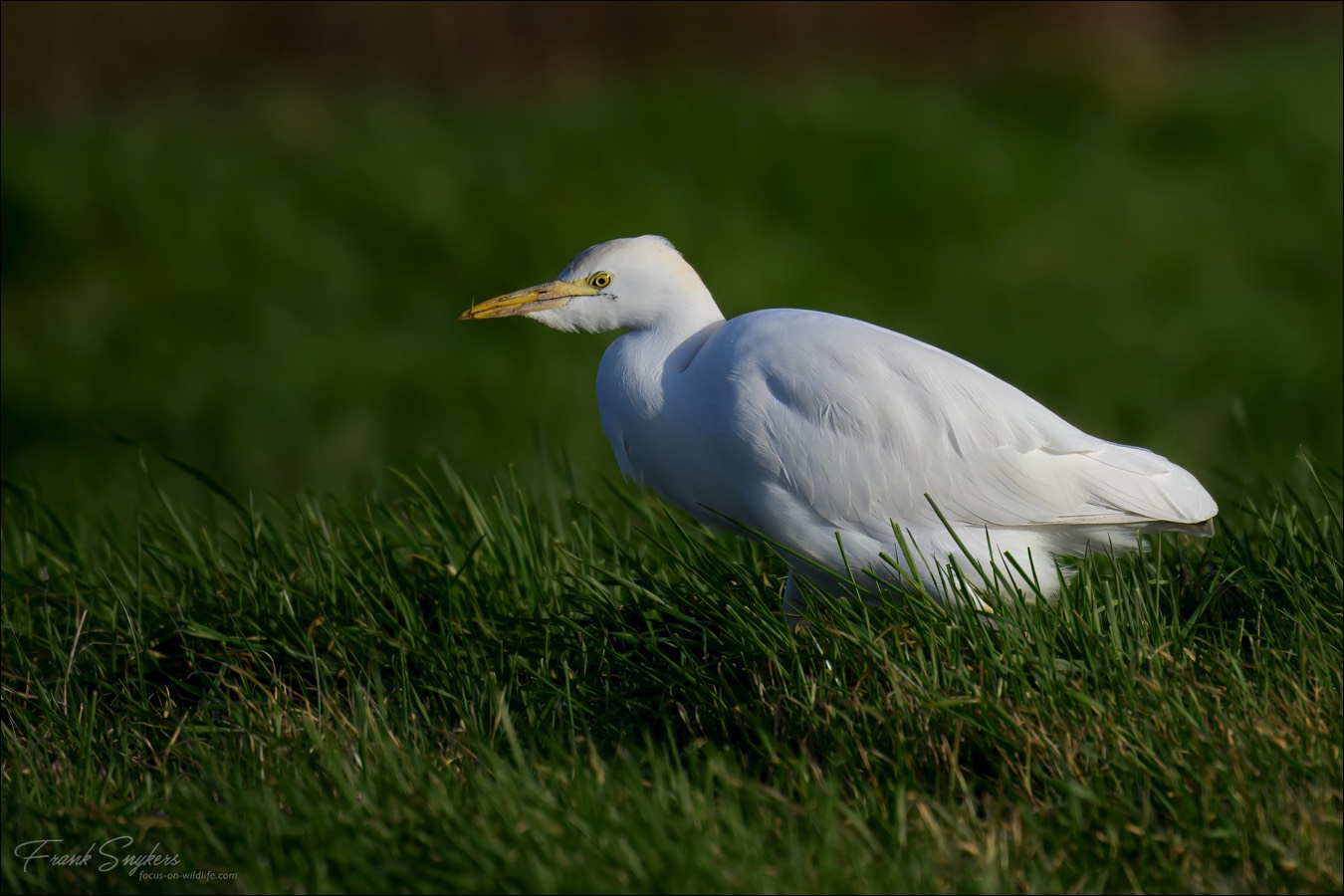 Cattle Egret (Koereiger) - Uitkerkse Polders (Belgium) - 05/02/25