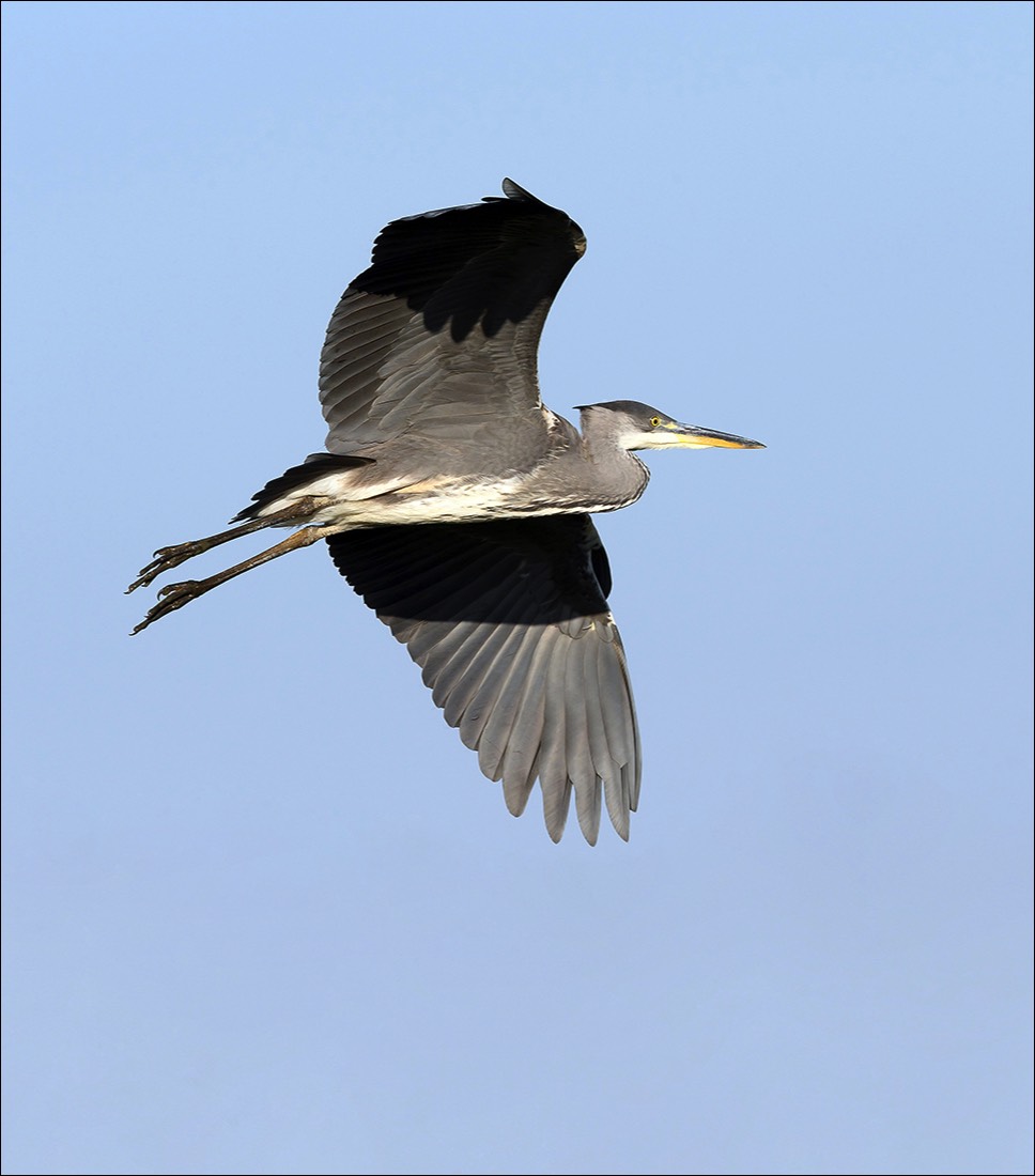 Grey Heron (Blauwe Reiger) - Uitkerkse polders (Belgium) - 04/07/22