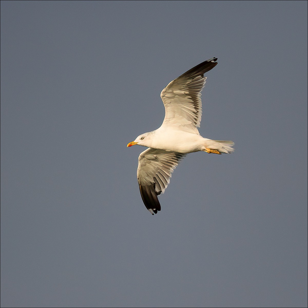 Lesser Black-backed Gull (Kleine Mantelmeeuw) - Uitkerke (Belgium) - 23/09/21