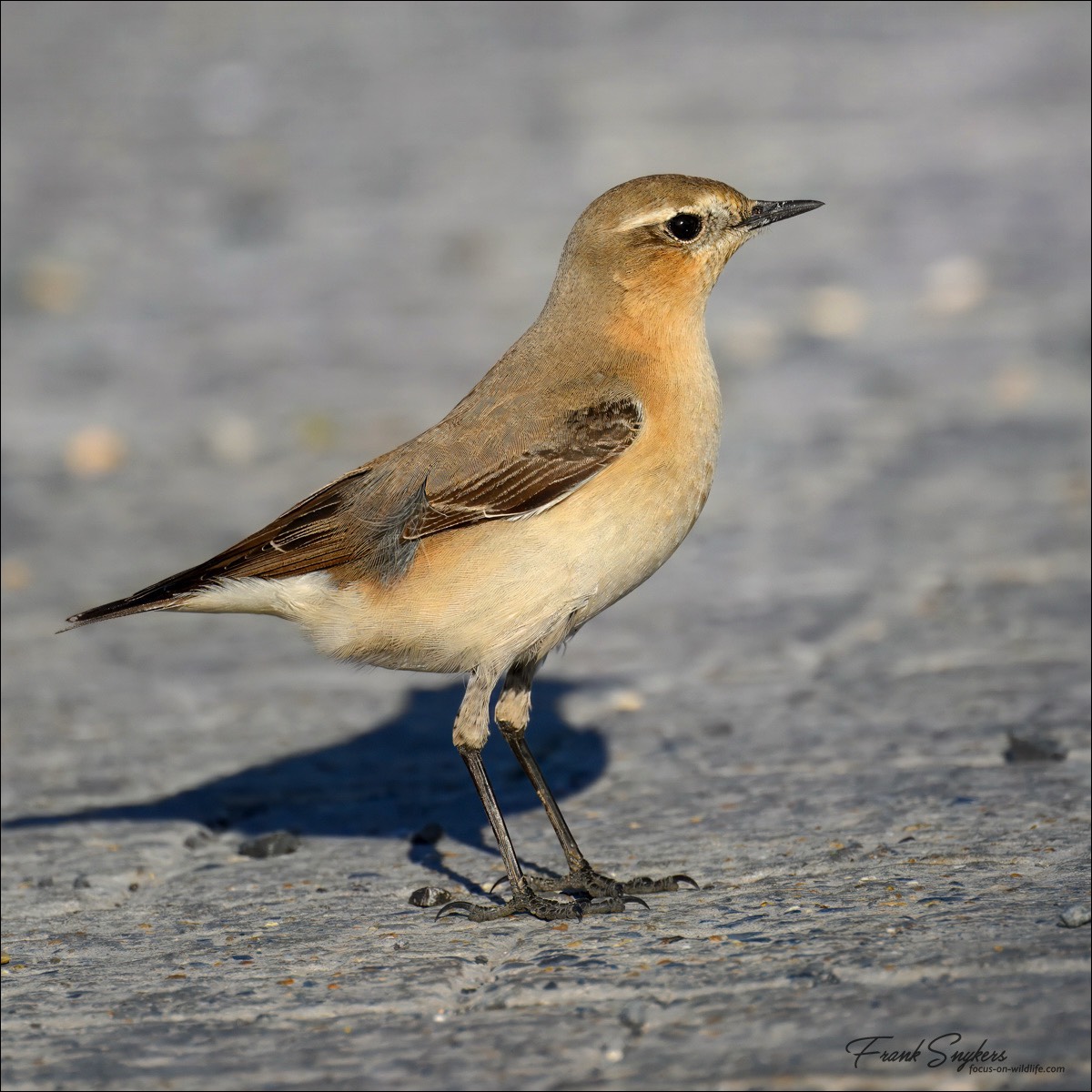 Northern Wheatear (Tapuit) - Uitkerkse Polders (Belgium) - 05/05/25