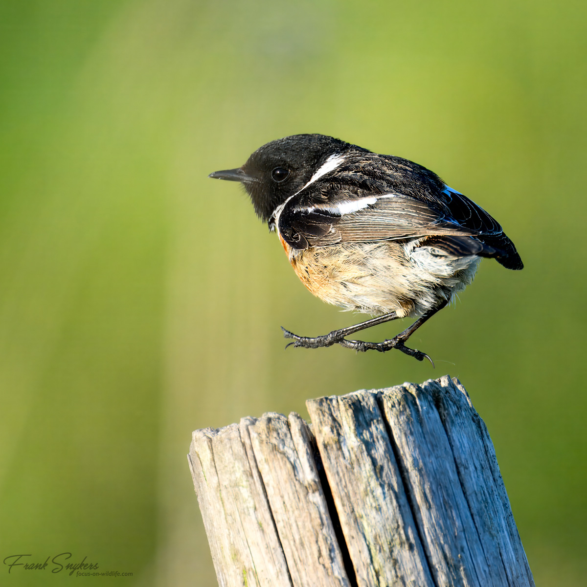European Stonechat (Roodborsttapuit) - Uitkerkse Polders (Belgium) - 13/05/25