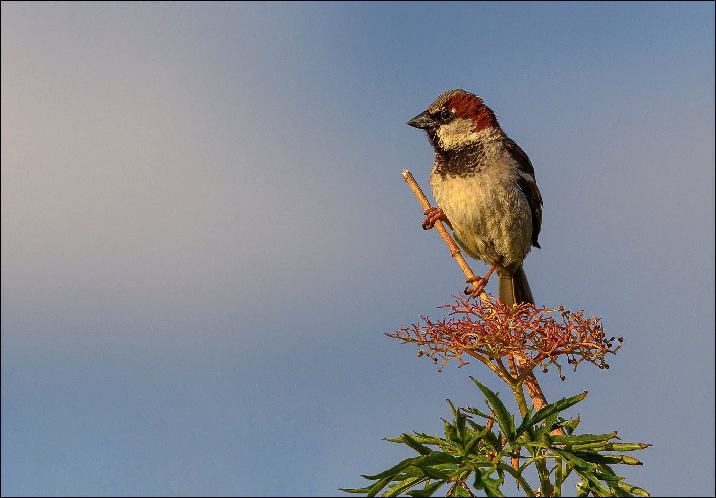 House Sparrow (Huismus) - Uitkerkse Polders (Belgium) - 05/07/22