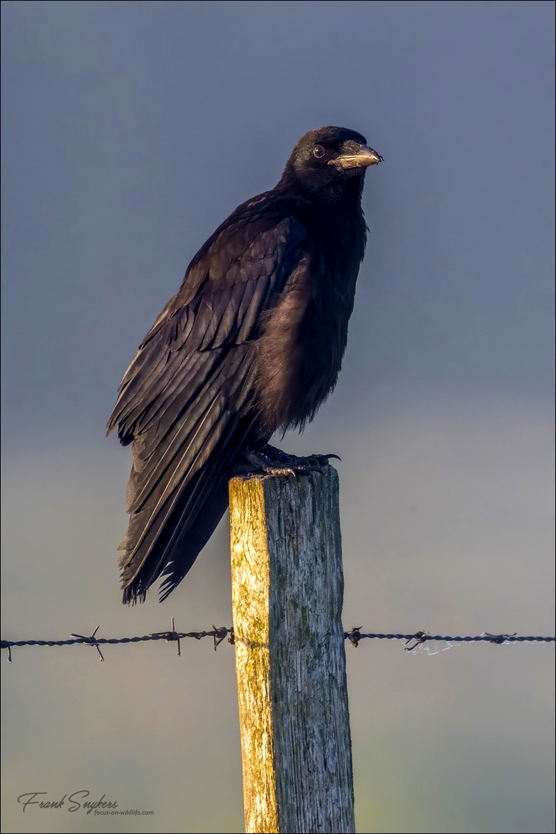 Carrion Crow (Zwarte Kraai) - Uitkerkse Polders (Belgium) - 24/06/24