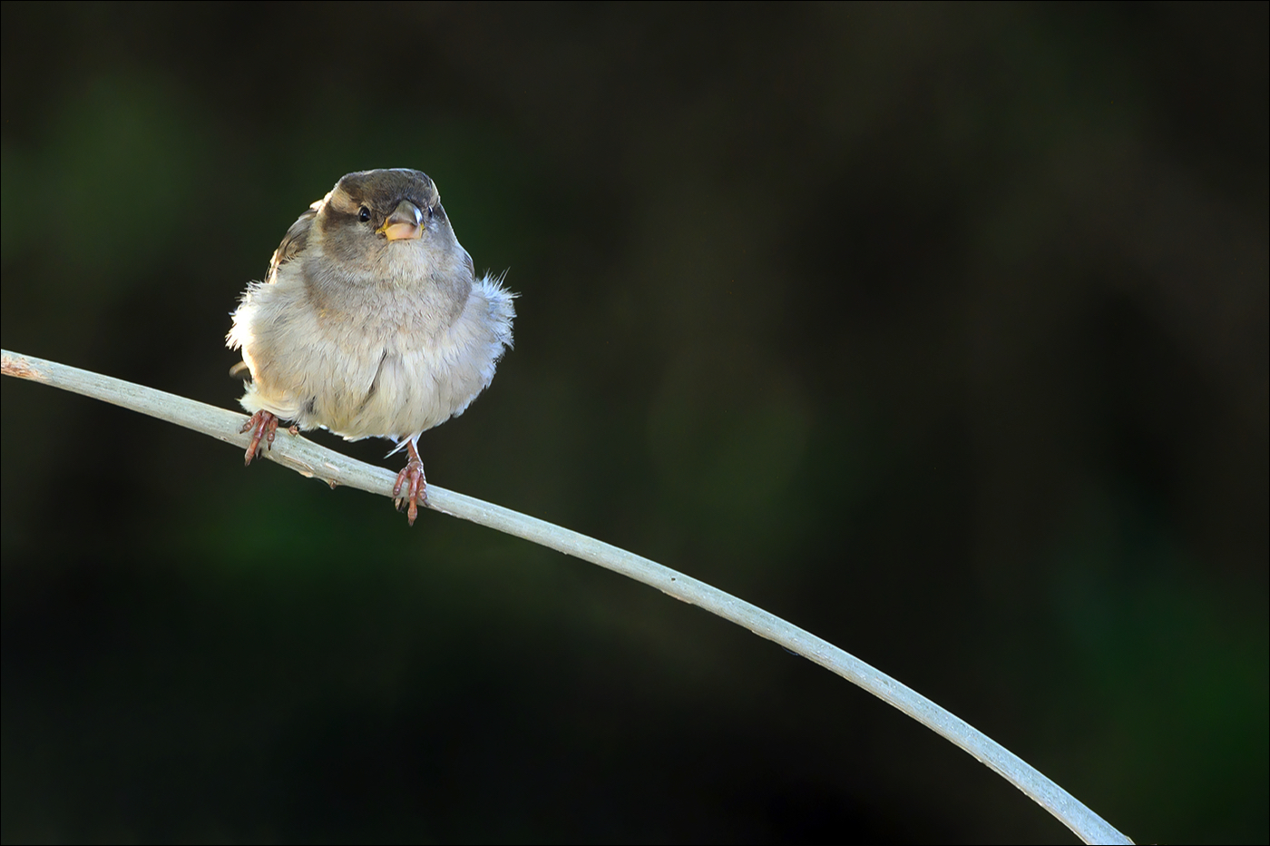 House Sparrow (Huismus) - Wenduine (Belgium) - 13/05/22