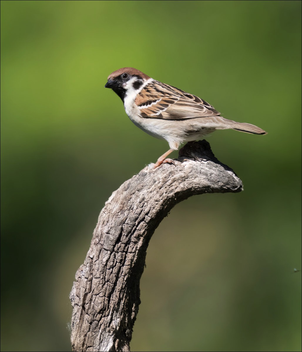 Tree Sparrow (Ringmus) - Danube Delta (Romania) - 11/05/23