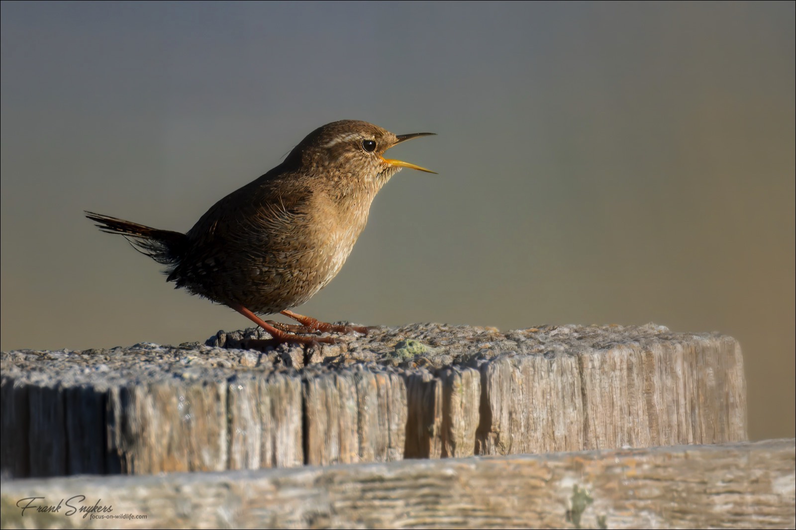 Eurasian Wren (Winterkoning) - Uitkerkse Polders (Belgium) - 30/04/25
