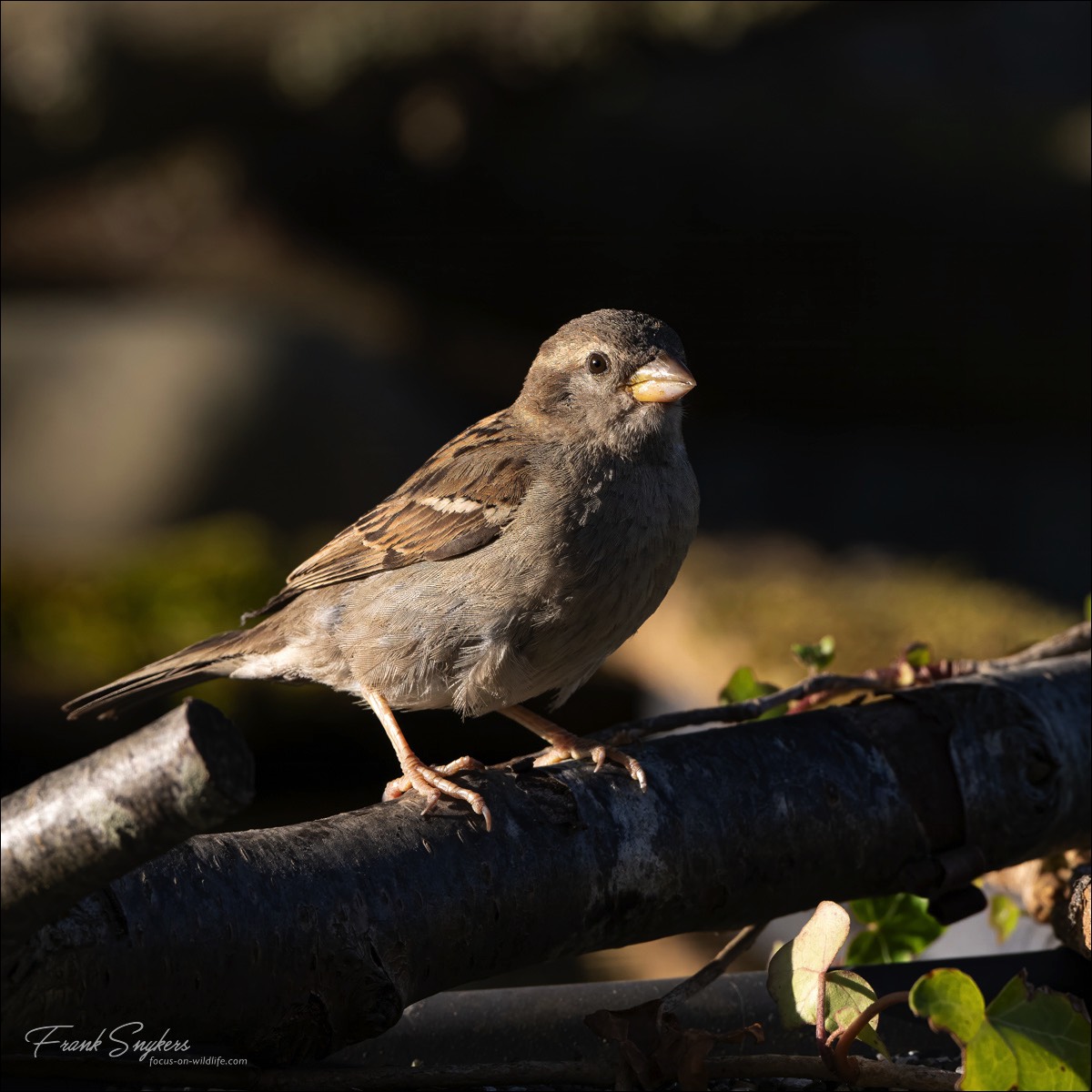 House Sparrow (Huismus) - Wenduine (Belgium) - 29/06/24