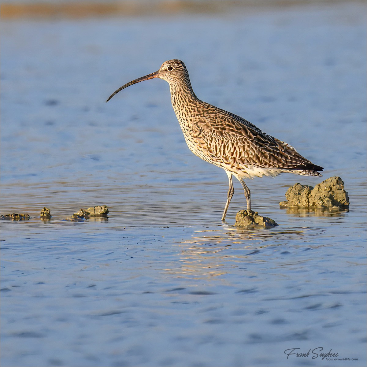 Eurasian Curlew (Wulp) - Uitkerkse polders (Belgium) - 31/10/24