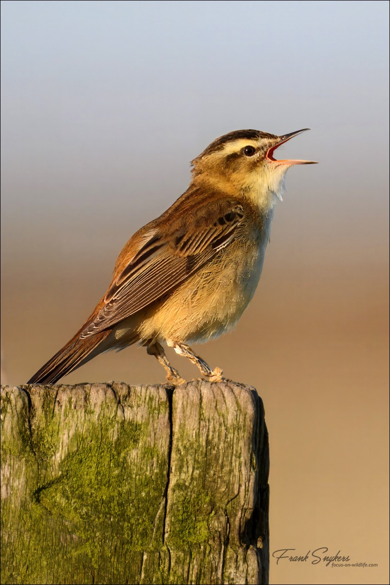 Sedge Warbler (Rietzanger) - Uitkerkse Polders (Belgium) - 10/05/25