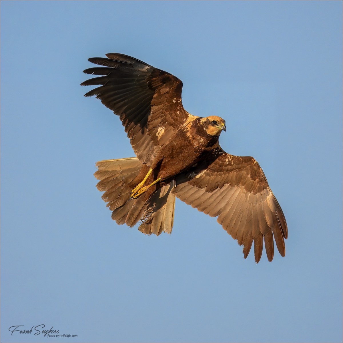 Western Marsh Harrier (Bruine Kiekendief) - Uitkerkse Polders (Belgium) - 30/04/25