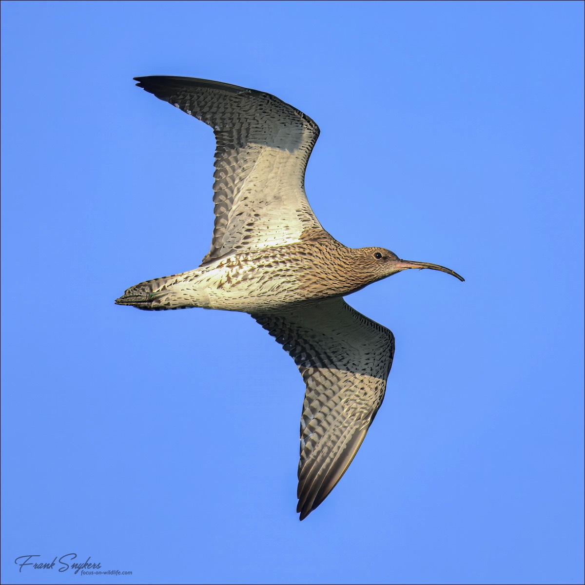 Eurasian Curlew (Wulp) - Uitkerkse polders (Belgium) - 31/10/24