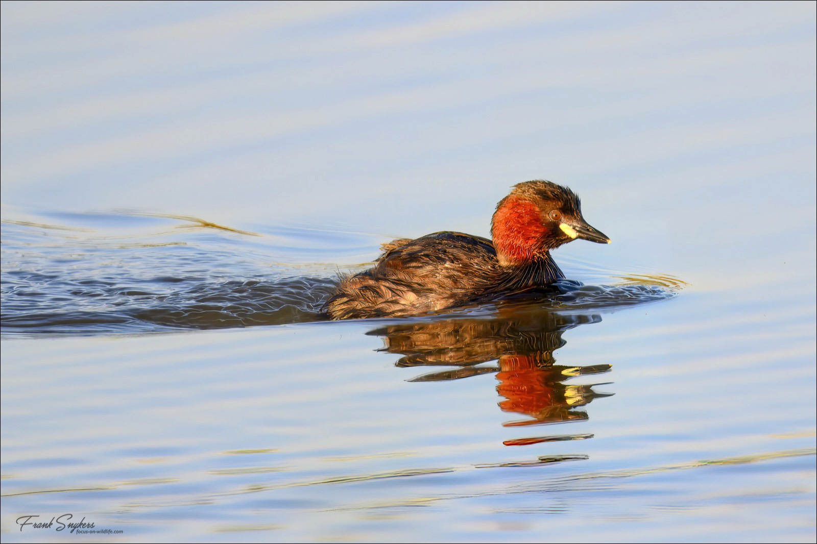 Little Grebe (Dodaars) - Uitkerkse Polders (Belgium) - 08/05/25