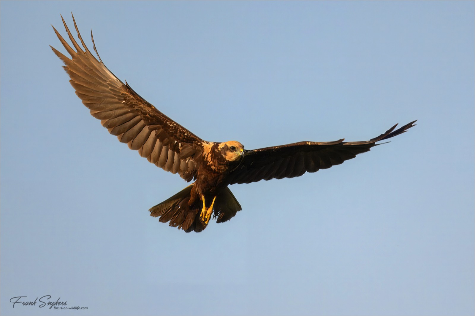 Western Marsh Harrier (Bruine Kiekendief) - Uitkerkse Polders (Belgium) - 30/04/25