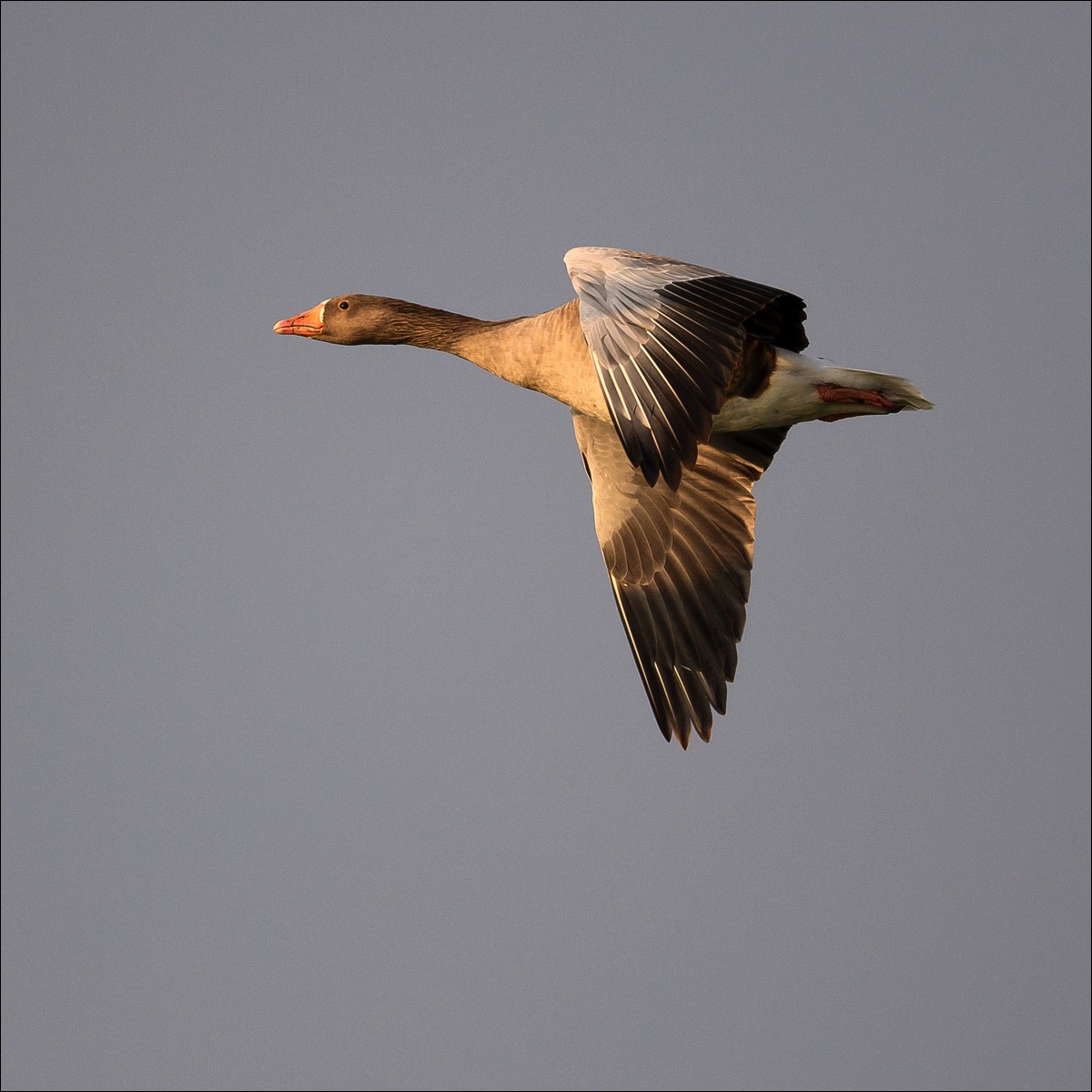 Greylag Goose (Grauwe Gans) - Uitkerke (Belgium) - 23/09/21