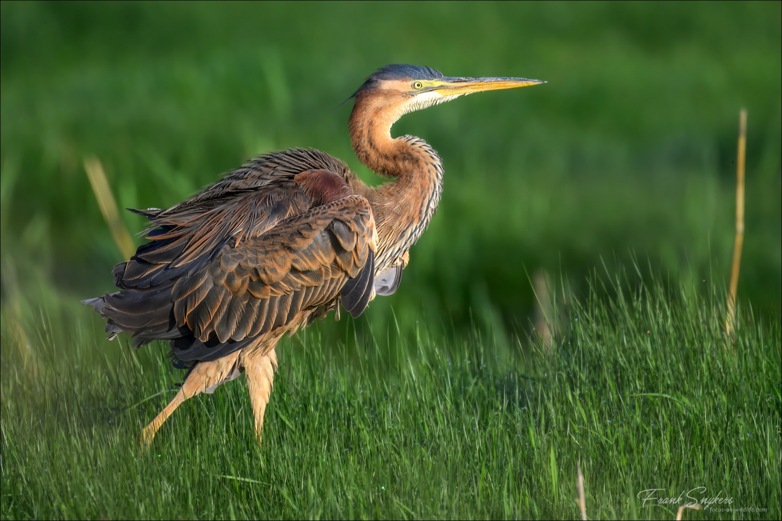 Purple Heron (Purperreiger) - Uitkerkse Polders (Belgium) - 30/04/25