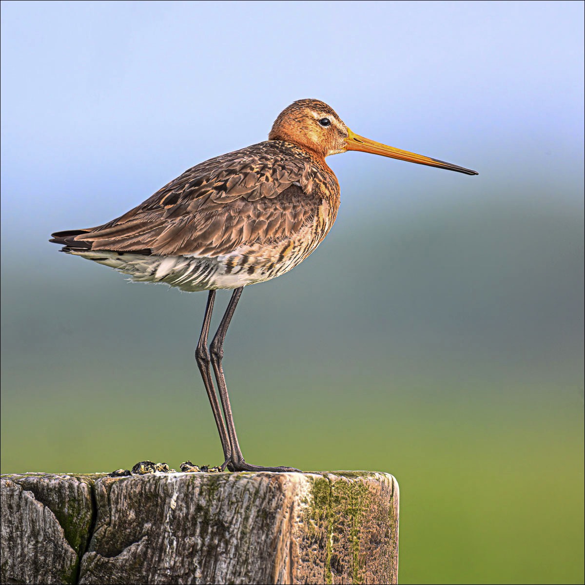 Black-tailed Godwit (Grutto) - Uitkerkse Polders (Belgium) - 25/05/23