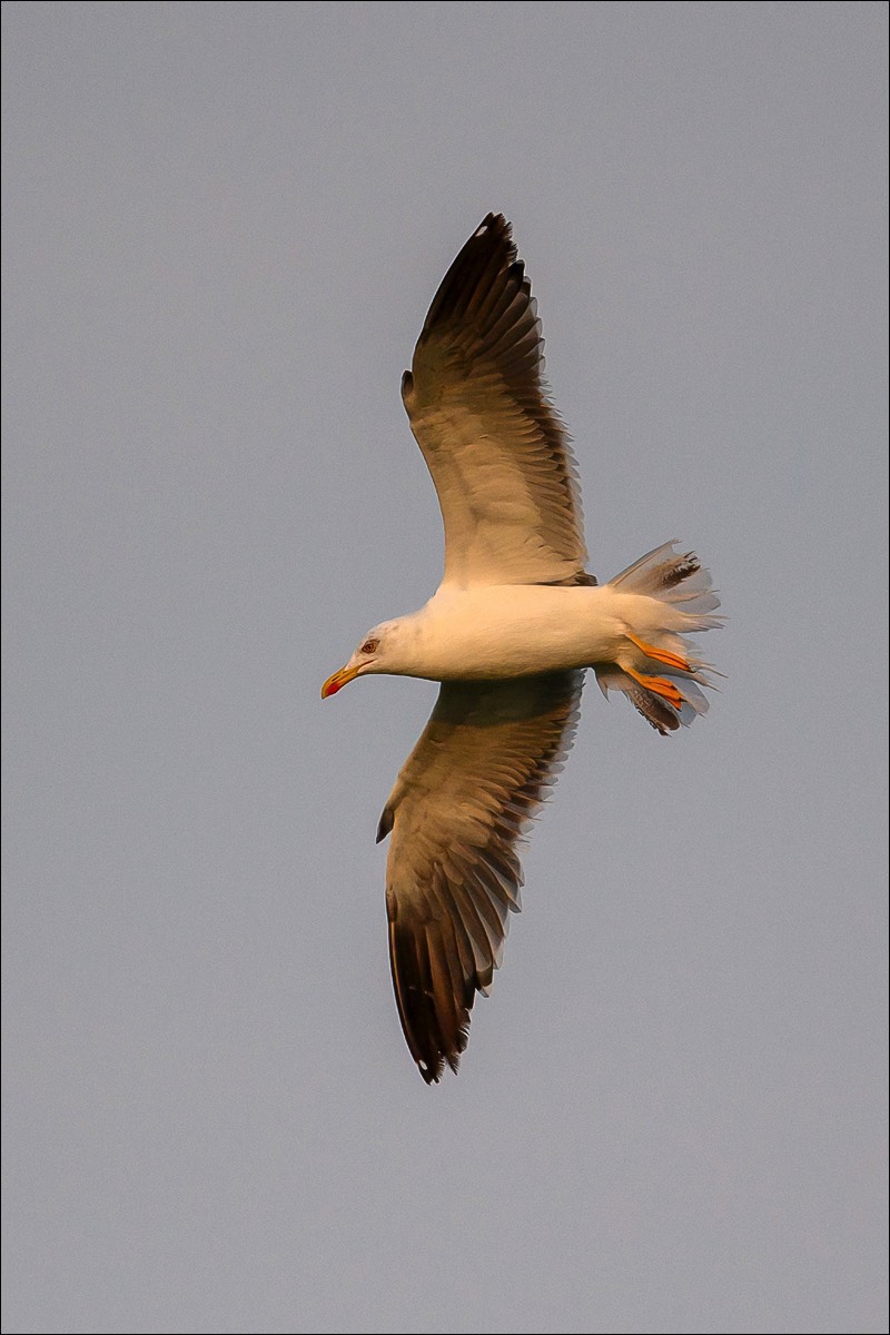 Lesser Black-backed Gull (Kleine Mantelmeeuw) - Uitkerke (Belgium) - 19/09/21