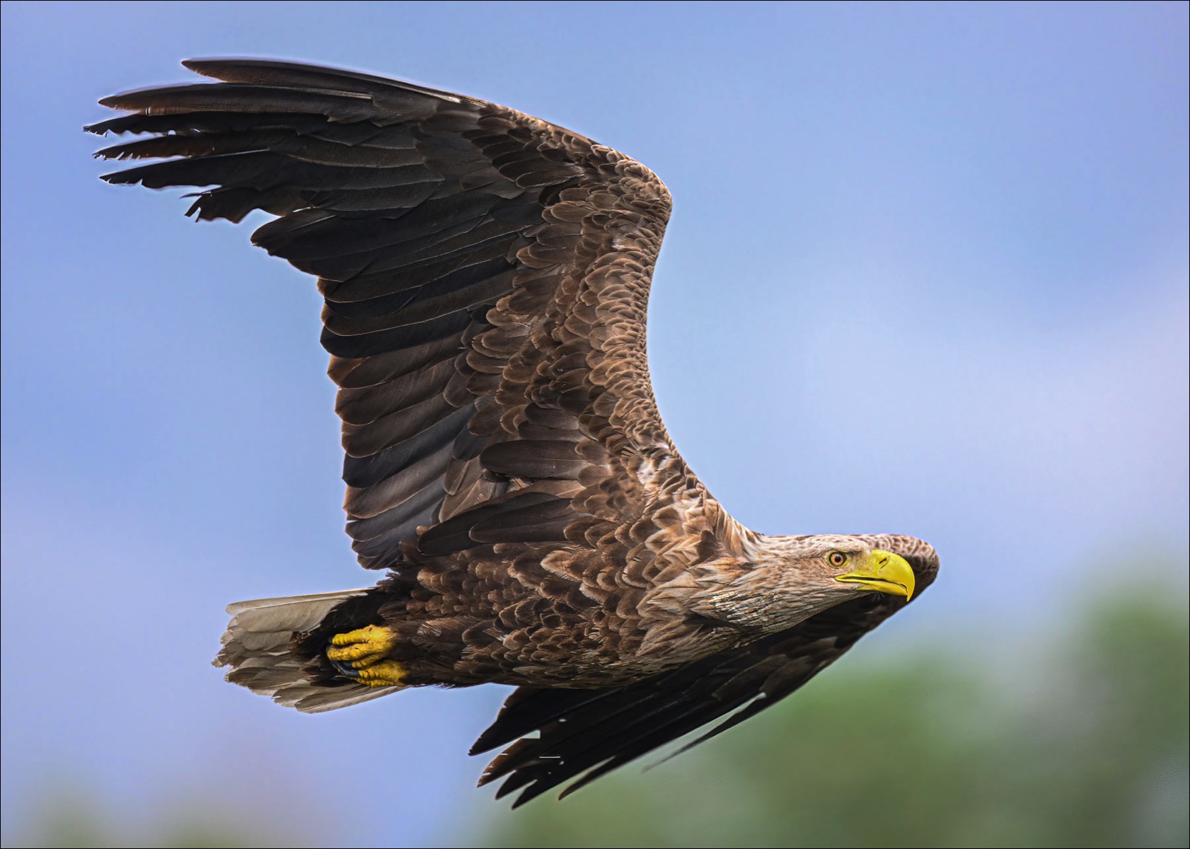 White-tailed Eagle (Zeearend) - Danube Delta (Romania) - 07/05/23