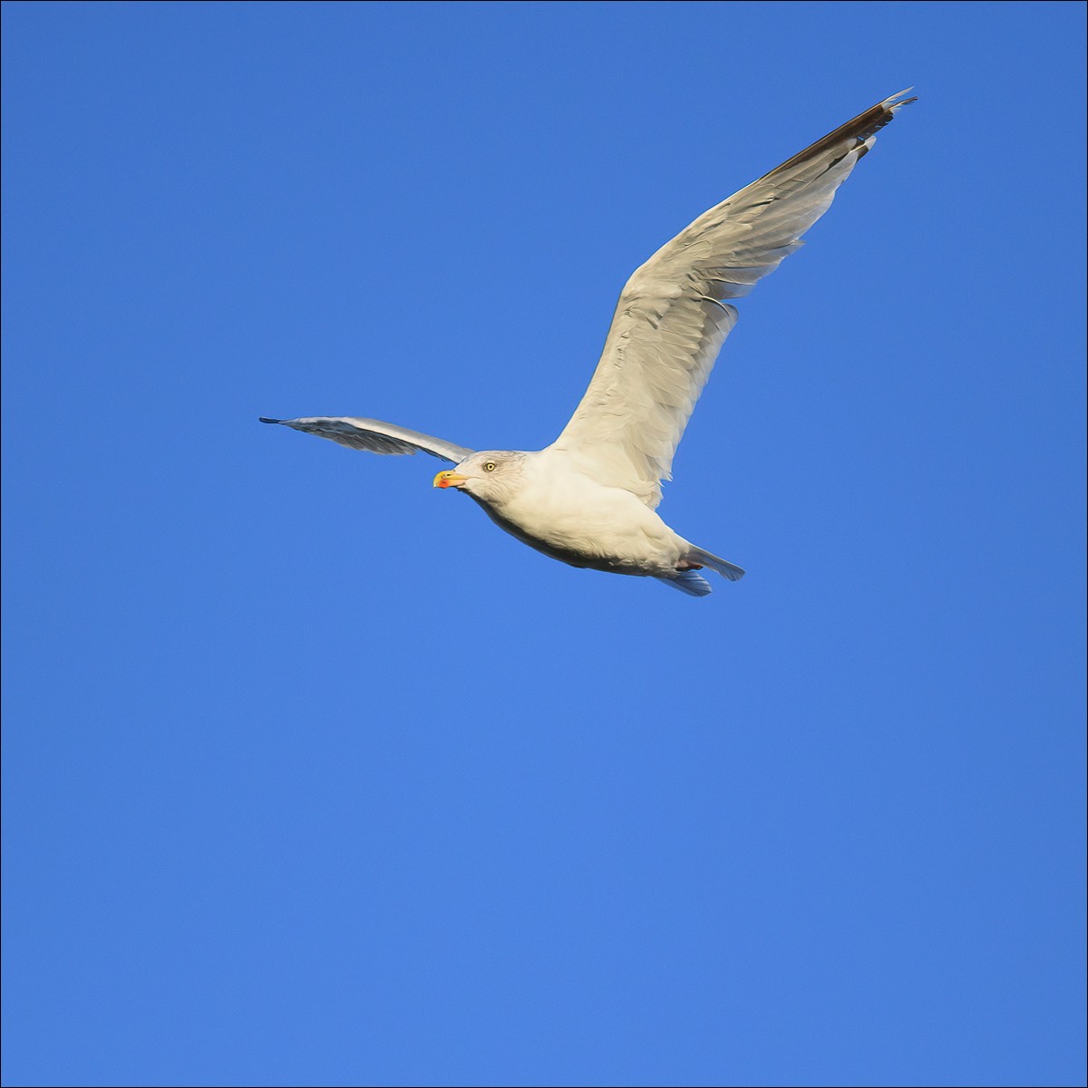 Herring Gull (Zilvermeeuw) - Blankenberge (Belgium) - 04/10/21