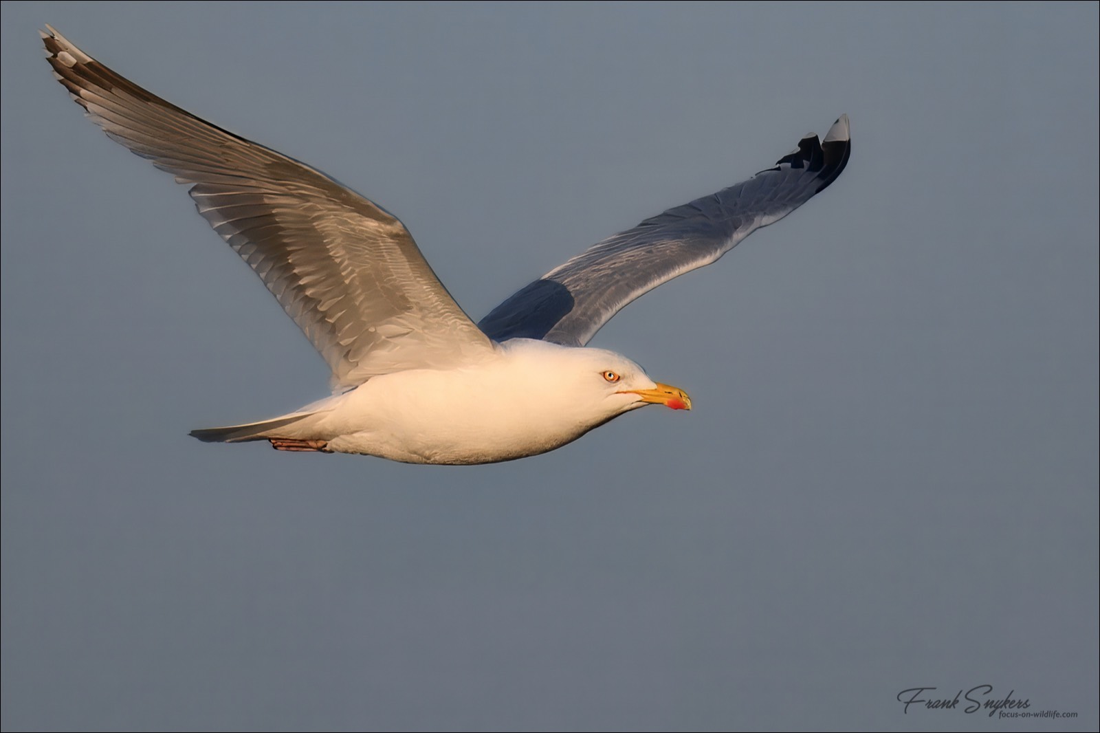 European Herring Gull (Zilvermeeuw) - Uitkerkse Polders (Belgium) - 01/05/25
