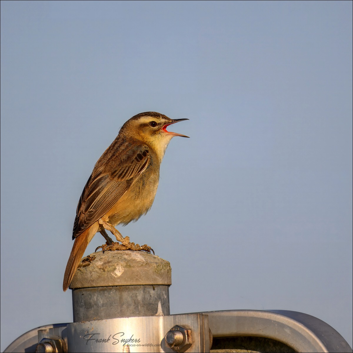 Sedge Warbler (Rietzanger) - Uitkerkse Polders (Belgium) - 13/05/25