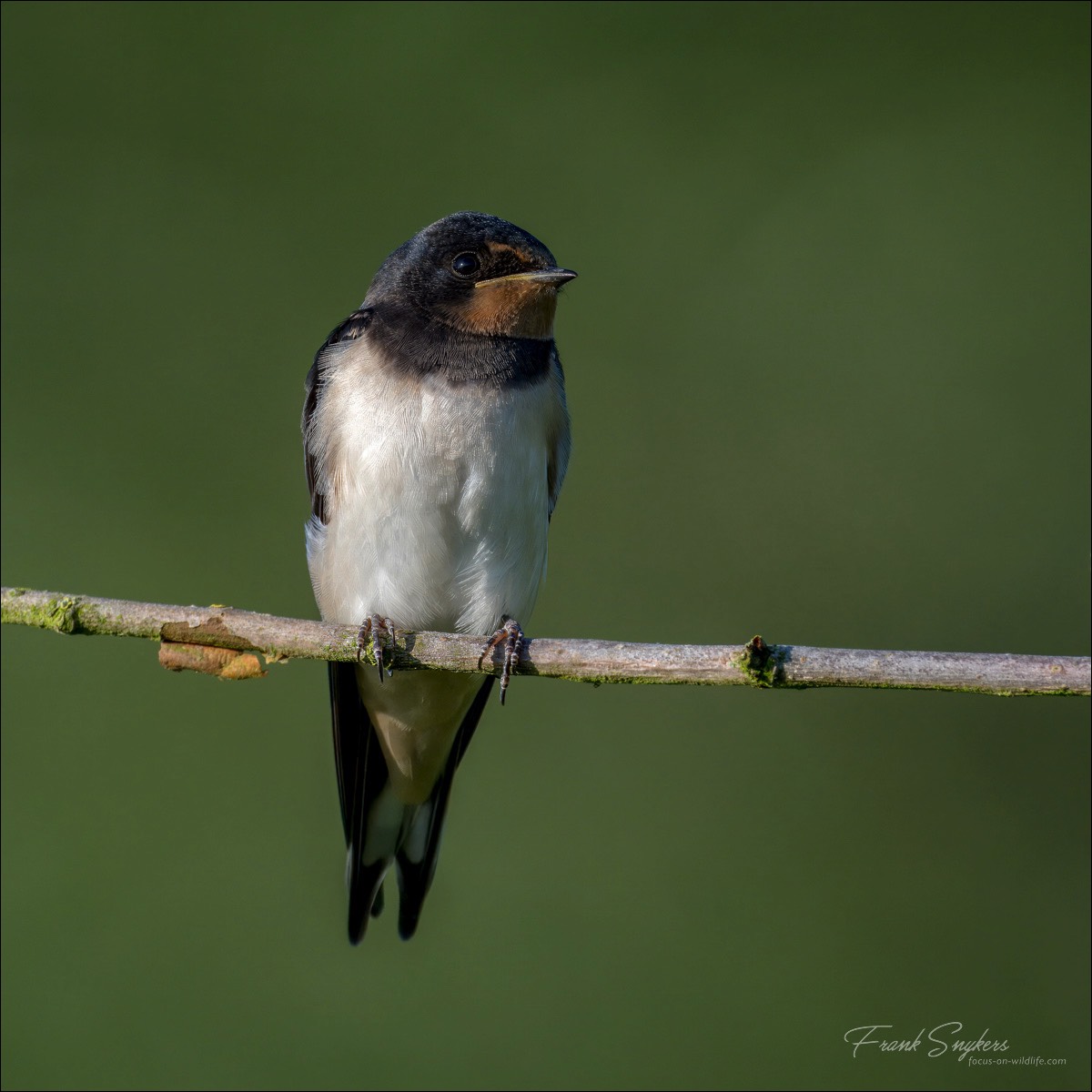 Barn Swallow (Boerenzwaluw) - Uitkerkse Polders (Belgium) - 16/07/24