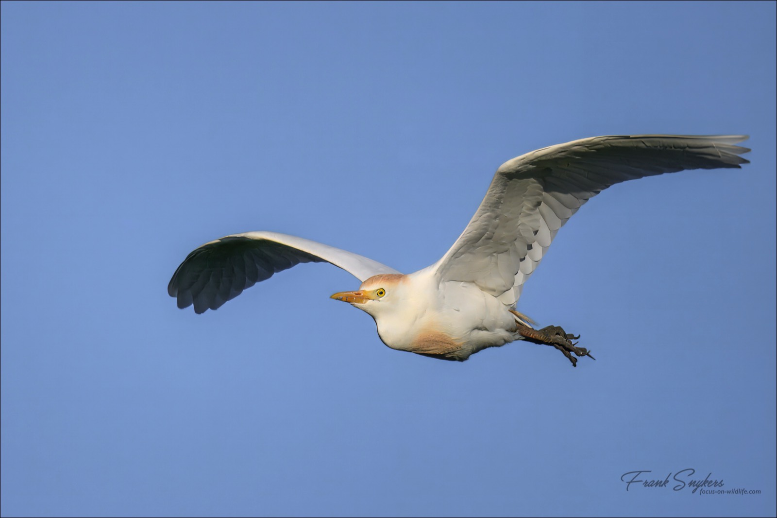 Western Cattle Egret (Koereiger) - Uitkerkse Polders (Belgium) - 10/05/25