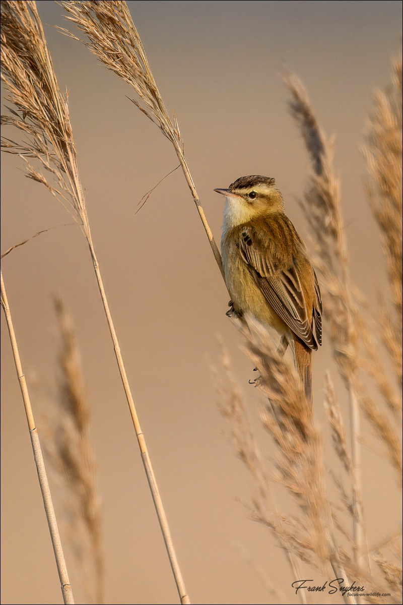 Sedge Warbler (Rietzanger) - Uitkerkse Polders (Belgium) - 26/04/25
