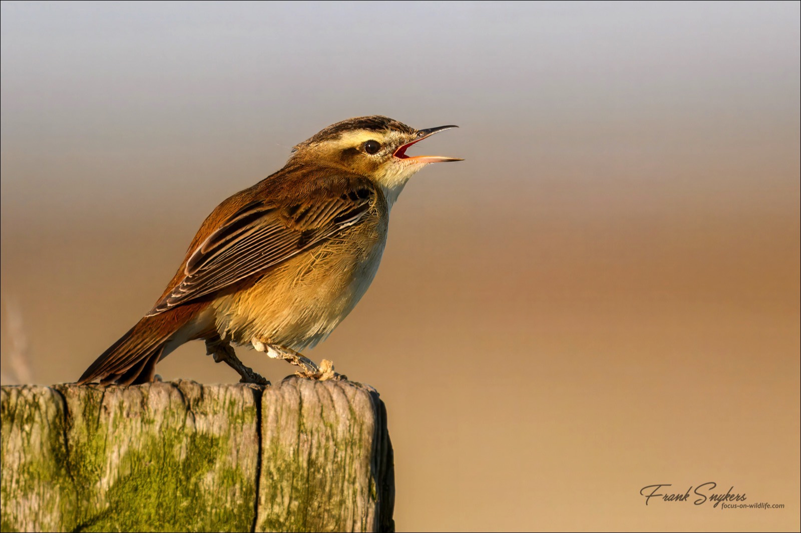 Sedge Warbler (Rietzanger) - Uitkerkse Polders (Belgium) - 10/05/25