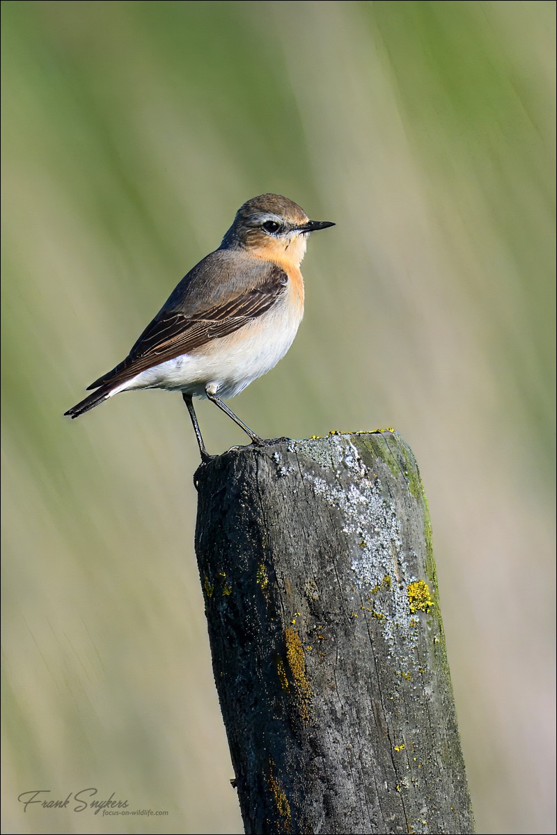 Northern Wheatear (Tapuit) - Uitkerkse Polders (Belgium) - 12/05/25