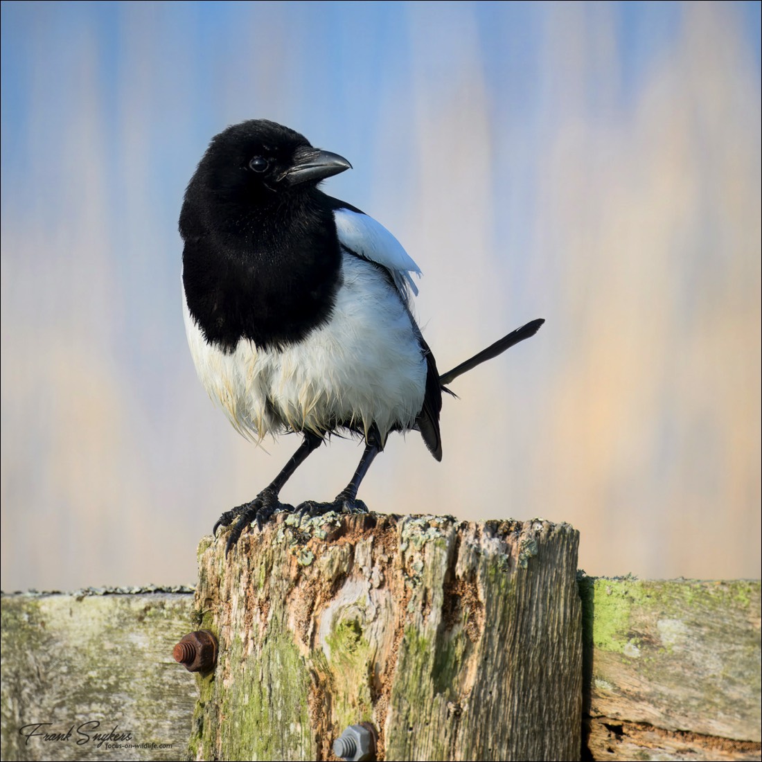 Eurasian Magpie (Ekster) - Uitkerkse Polders (Belgium) - 26/04/25