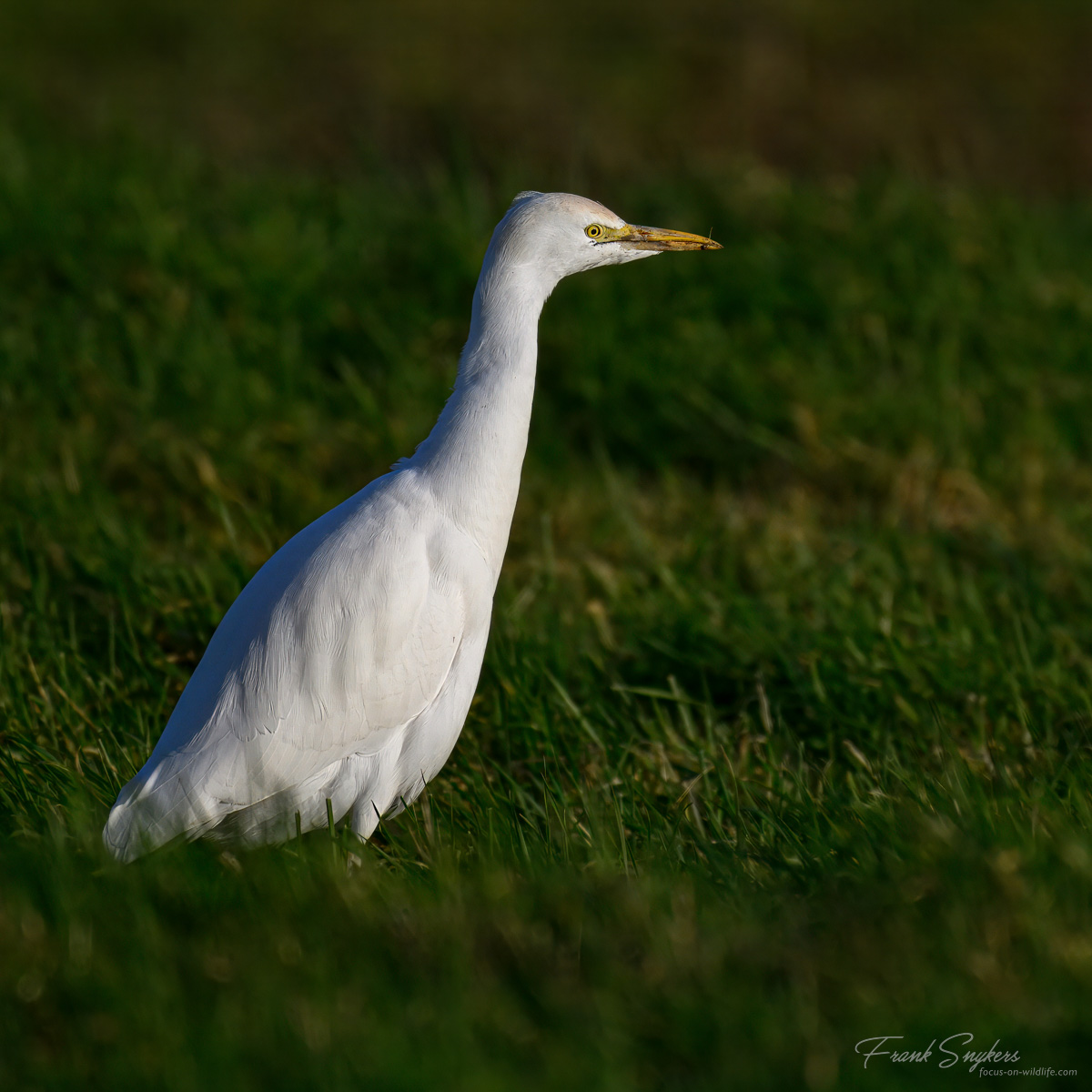 Cattle Egret (Koereiger) - Uitkerkse Polders (Belgium) - 05/02/25