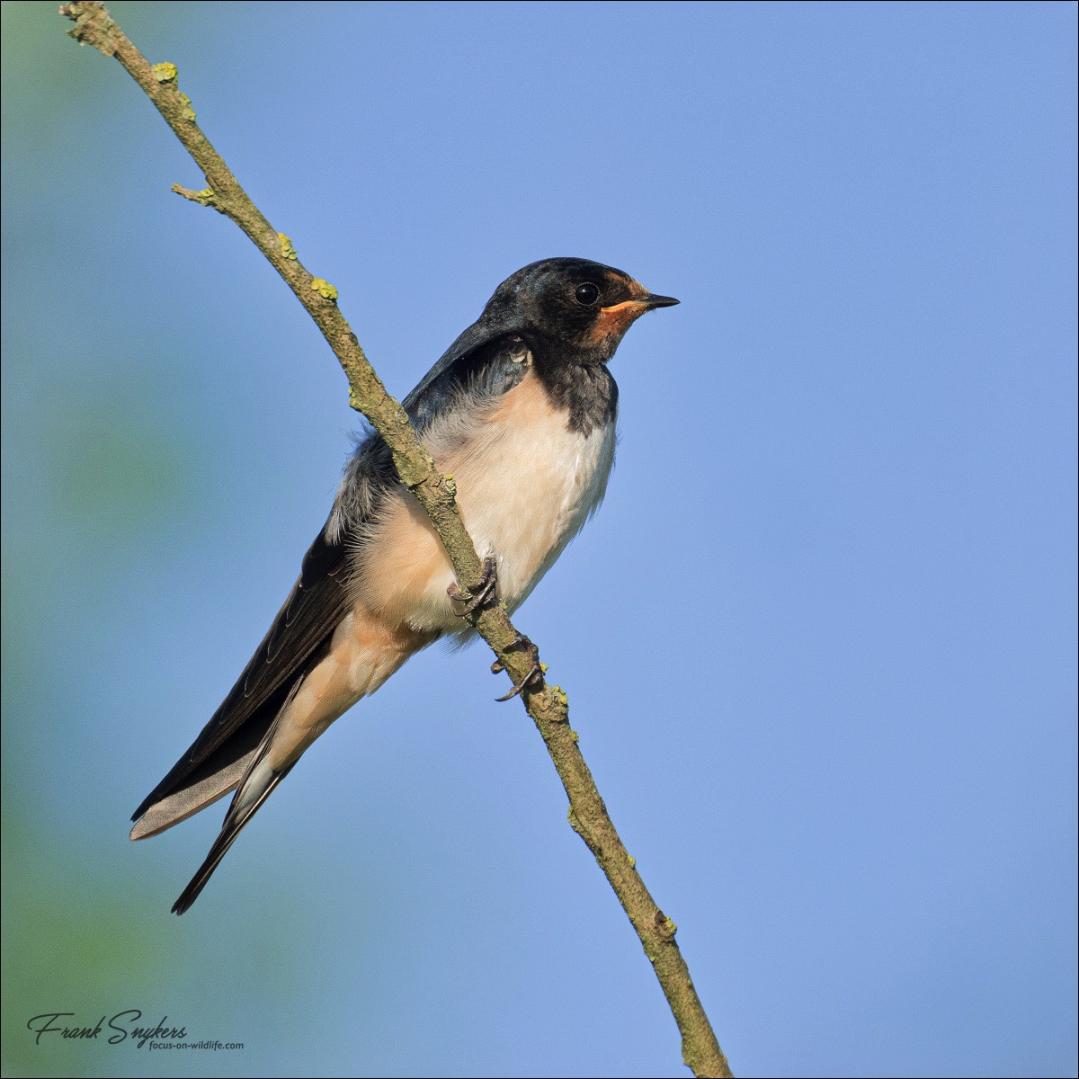 Barn Swallow (Boerenzwaluw) - Uitkerkse Polders (Belgium) - 07/07/24